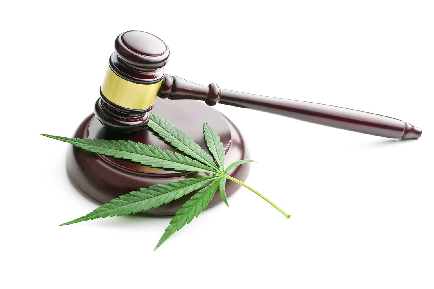A marijuana leaf shown alongside a judge's gavel.