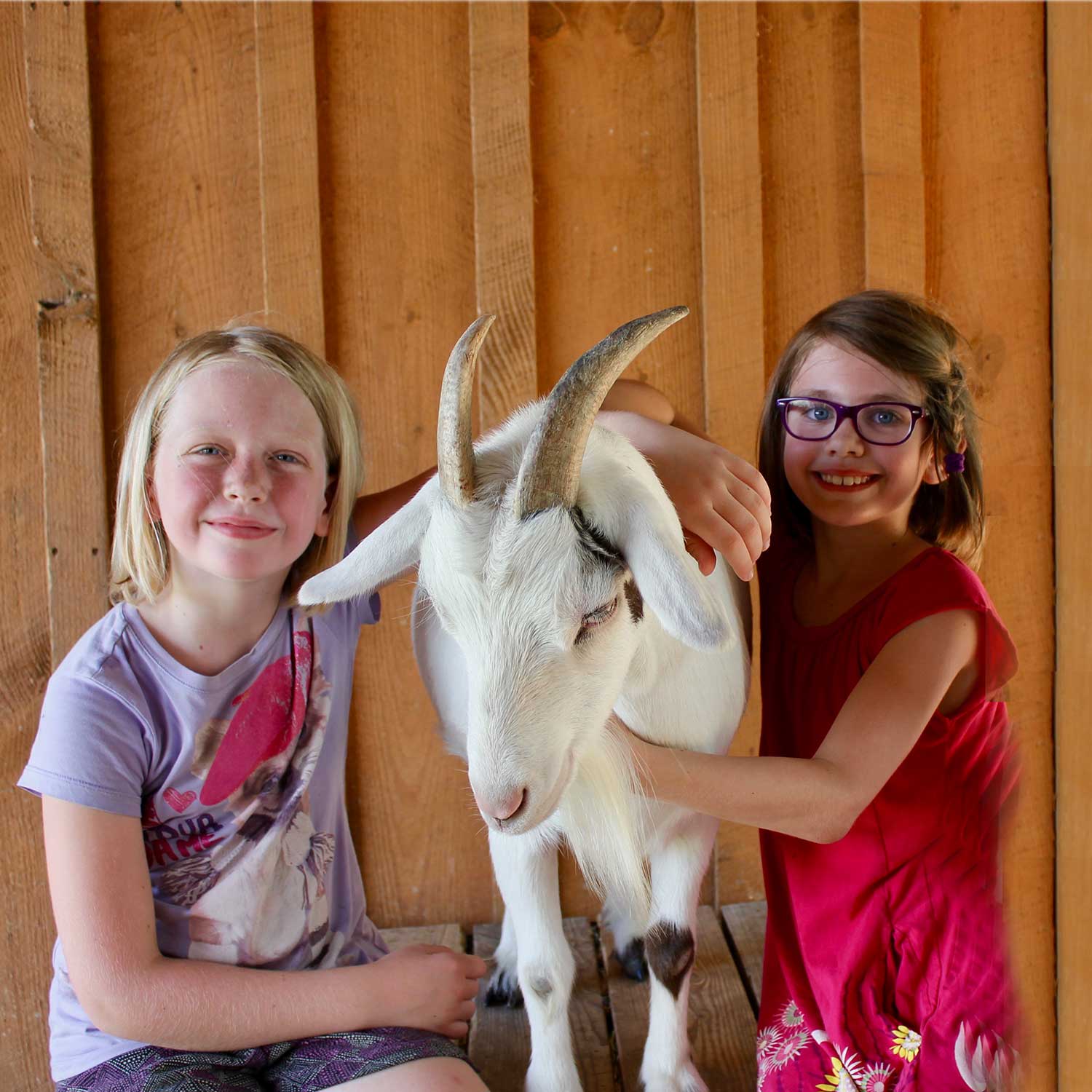 Two girls pose in a barn with a goat