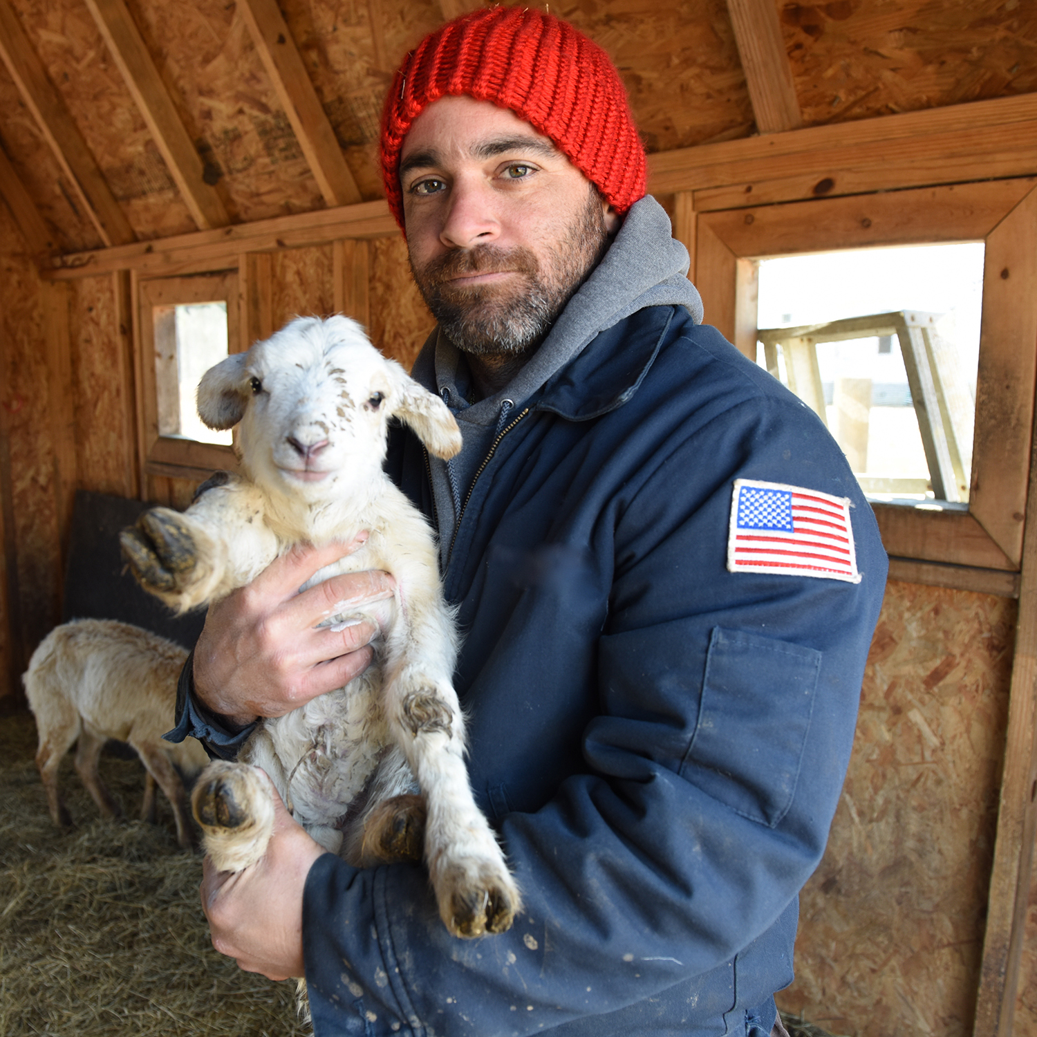 A man with a flag patch on his sleeve holds a lamb in a barn