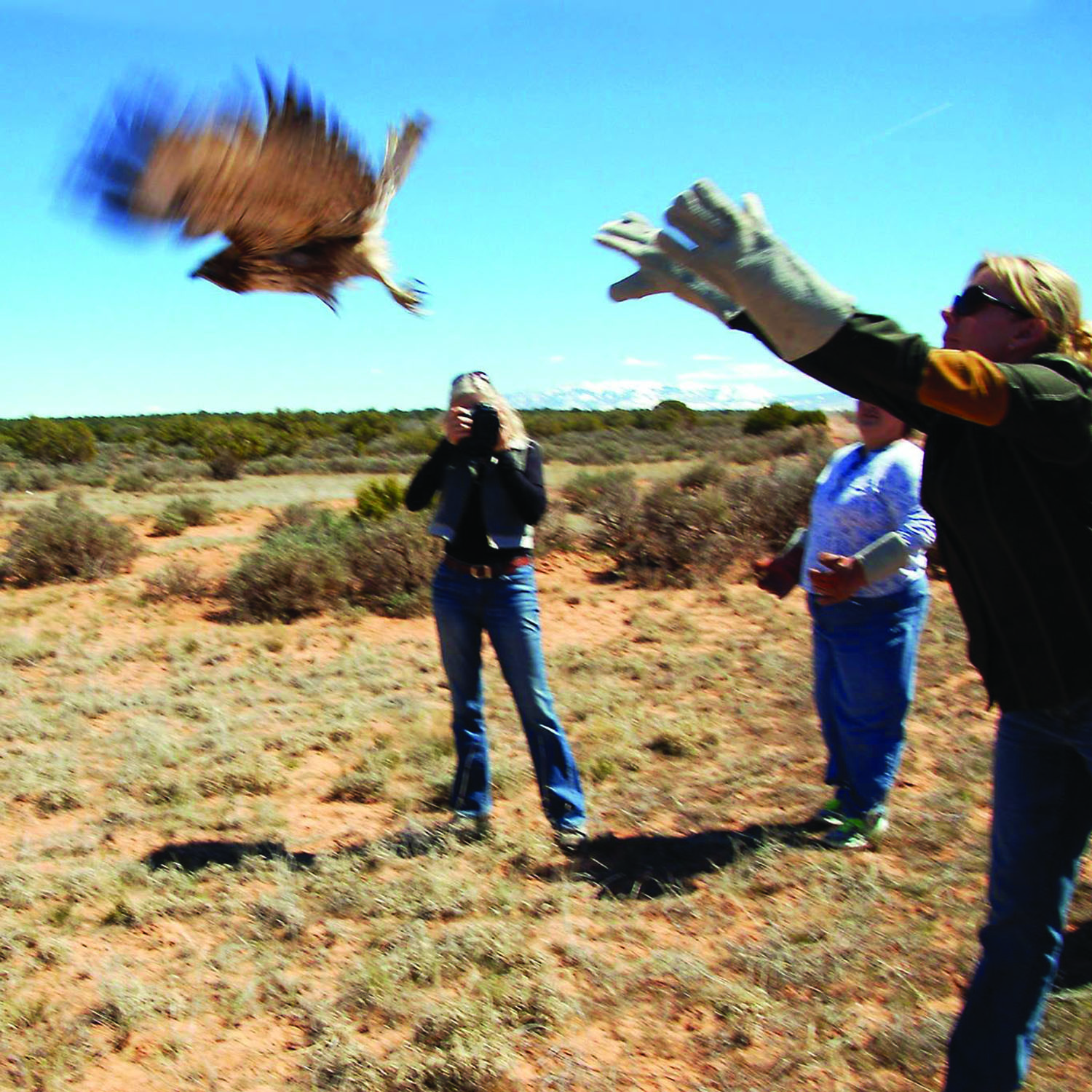 three people standing outside releasing a hawk to fly