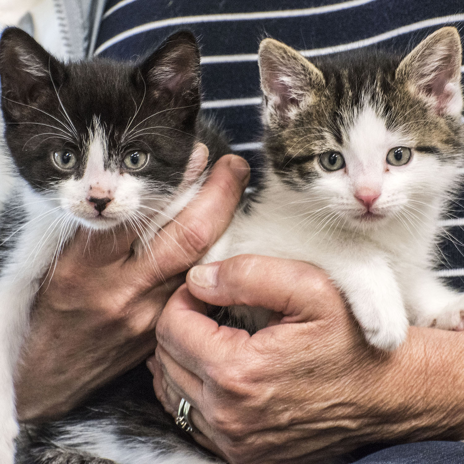 a close-up of two young kittens being held by a person's hands