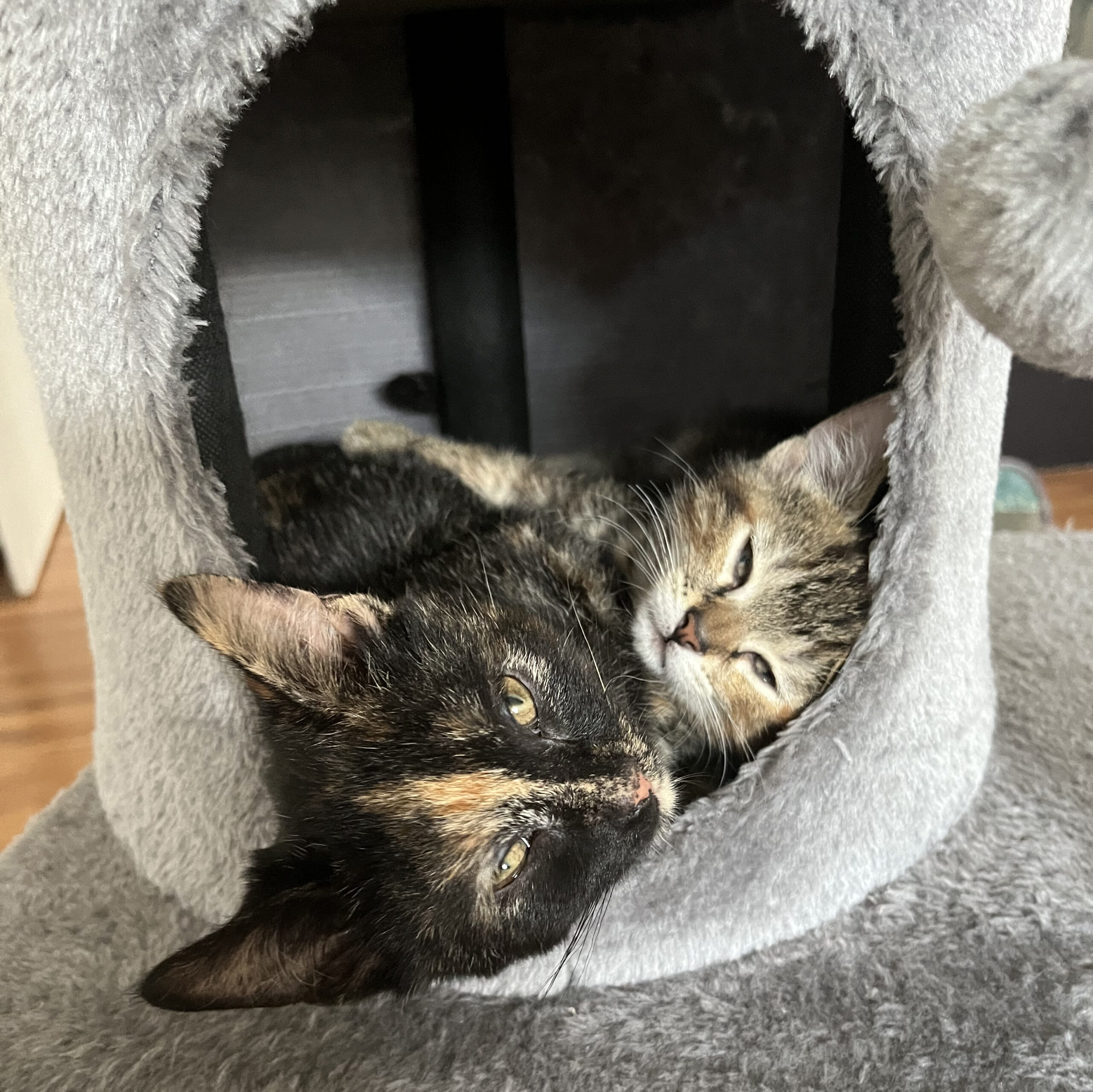 Two kitties belonging to Amber S.