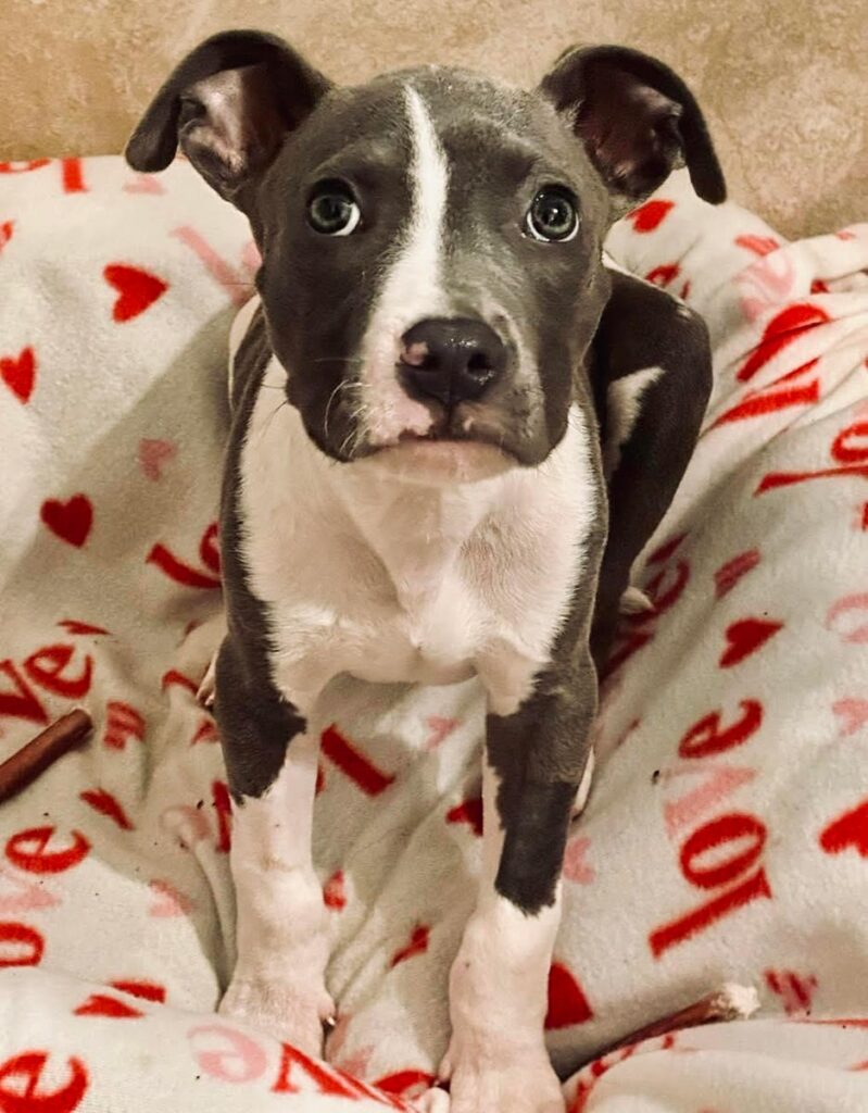 a cute black and white puppy on a white blanket with red hearts
