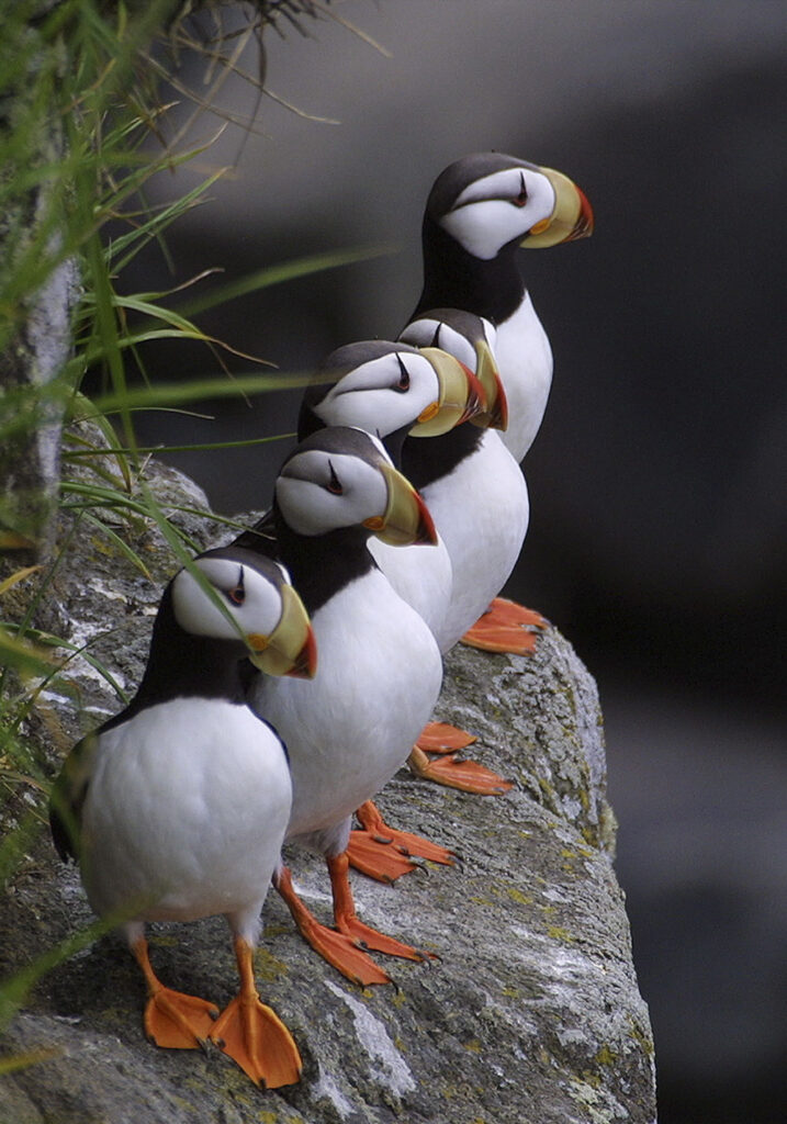 5 puffins standing in a row on a rock