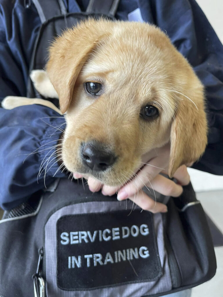 a person carrying a service dog puppy in training