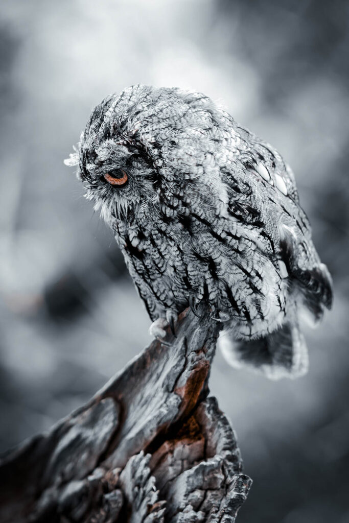 a owl sitting on a branch on a cold day