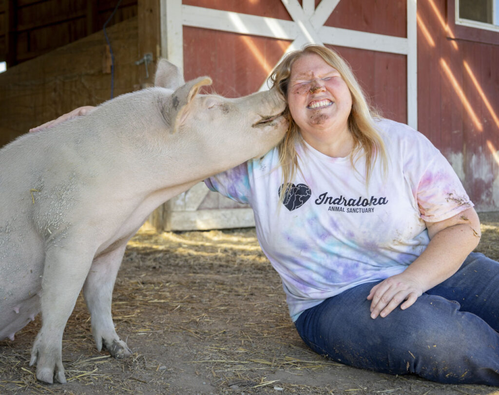 a large pig kisses a person sitting on the ground