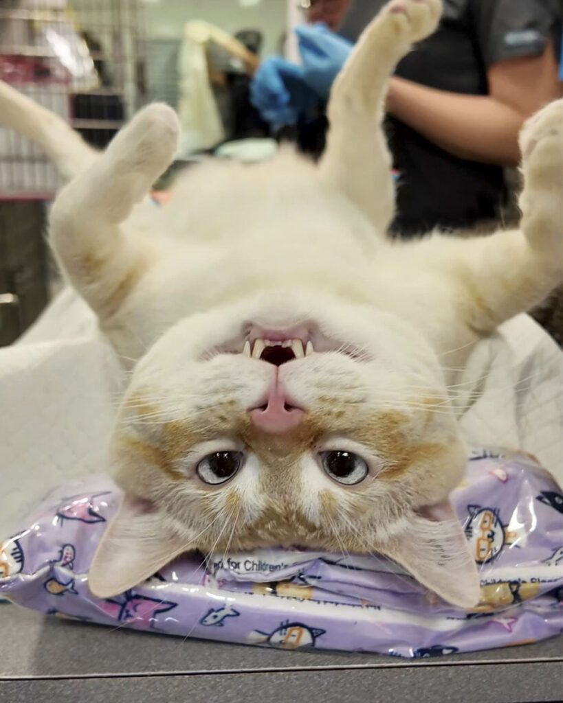 a cat lying on it's back in a vet's office