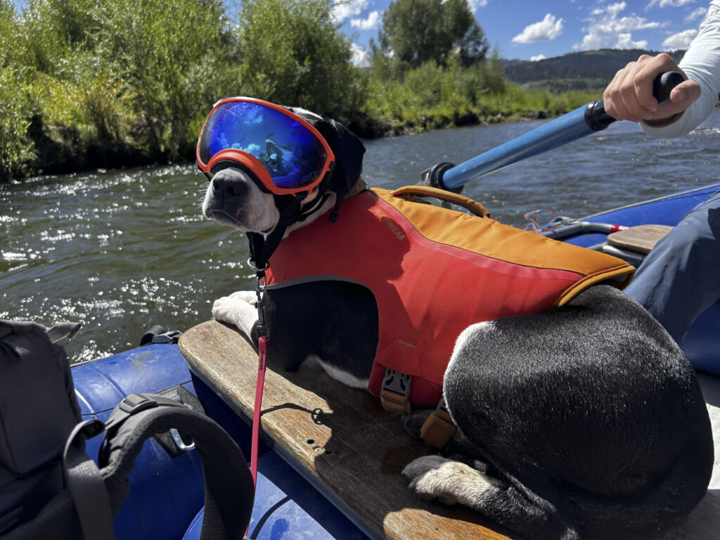 a dog with goggles sitting in a boat on water