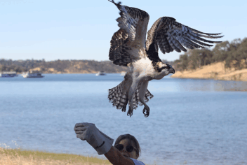 a person releases a large bird back into the wild