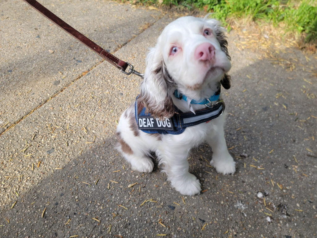 a cute puppy dog looking directly into the camera