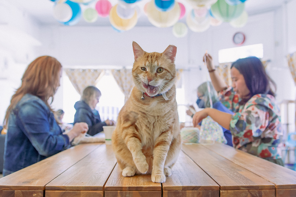a cat sitting on a table making a funny face