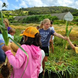 peple in a field harvesting plants
