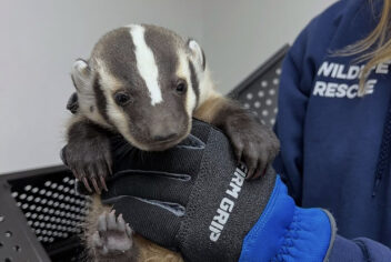 an animal being held