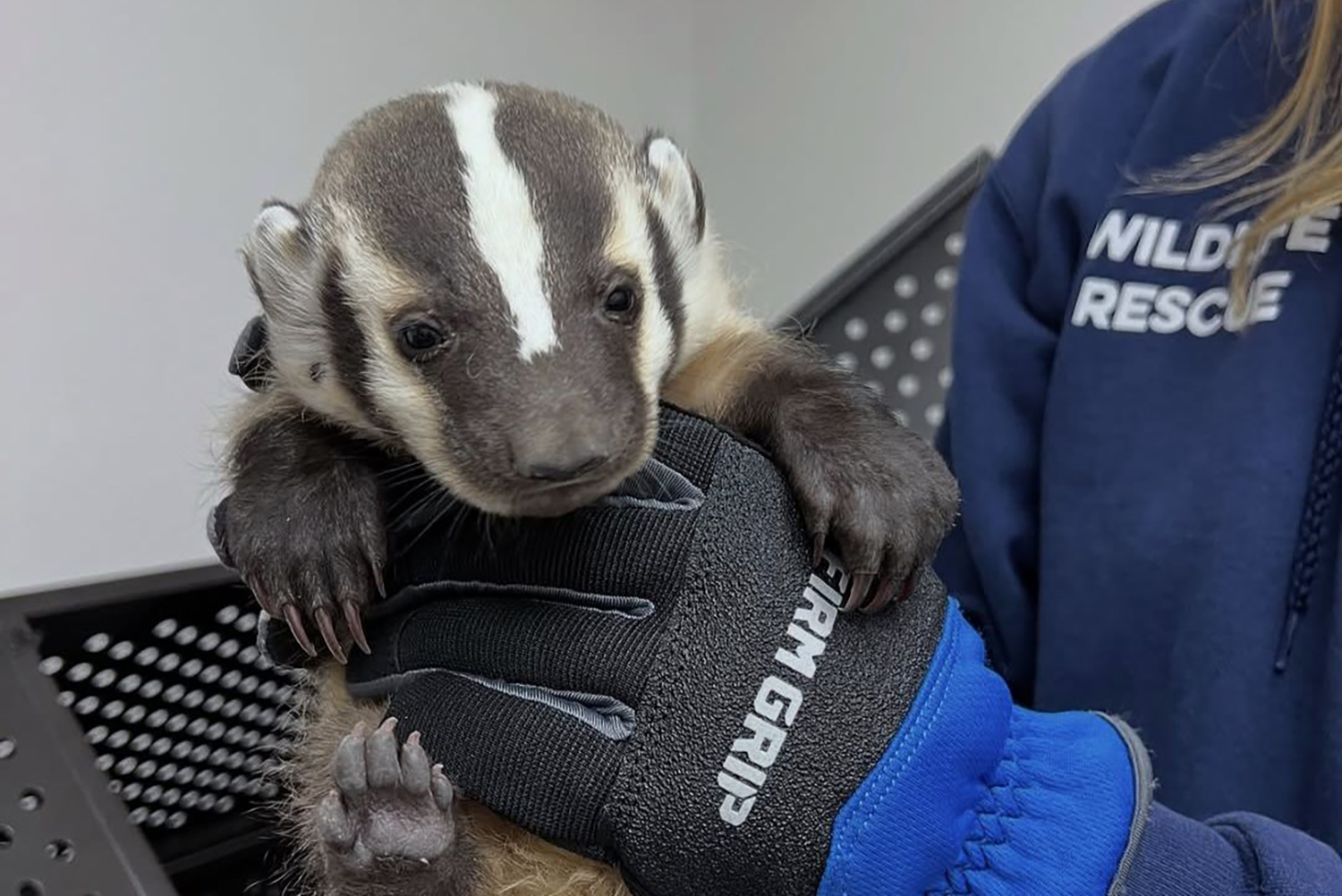 a person holding a mall badger