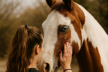 a person touching a horse